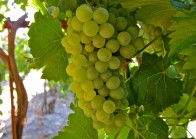 chenin-blanc-grapes